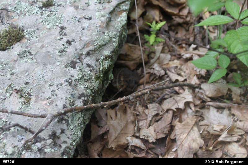 Eastern American Toad