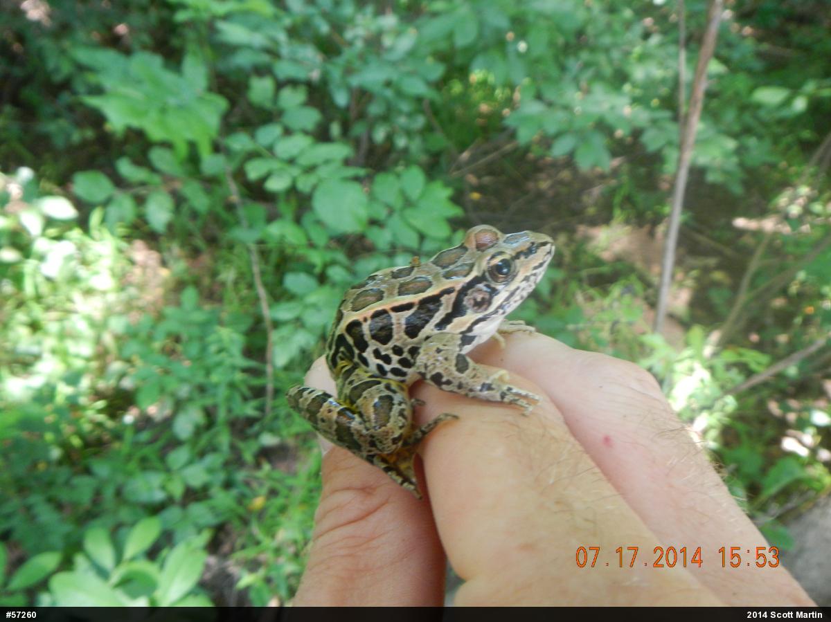 Pickerel Frog