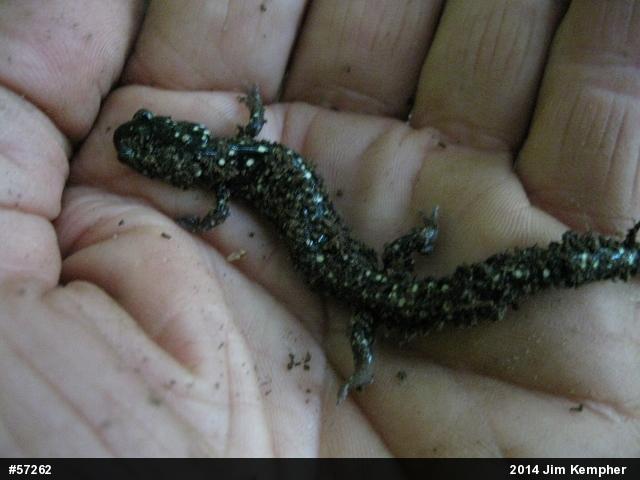 Northern Slimy Salamander