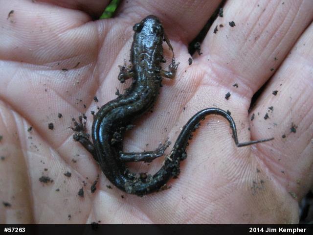 Allegheny Mountain Dusky Salamander