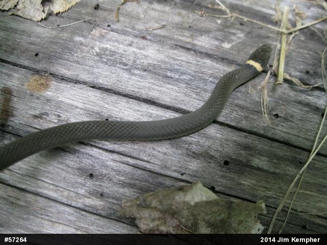 Northern Ring-necked Snake