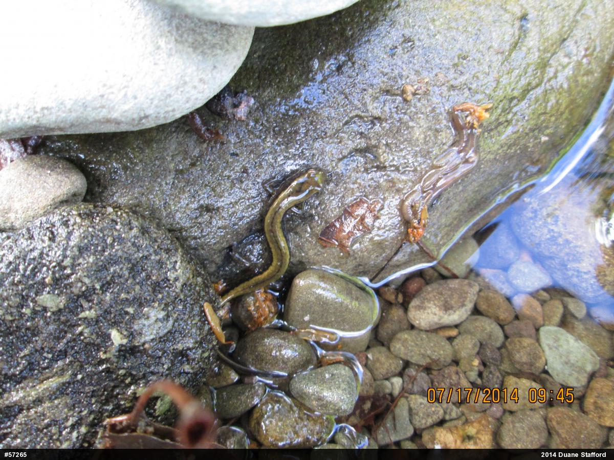 Northern Two-lined Salamander