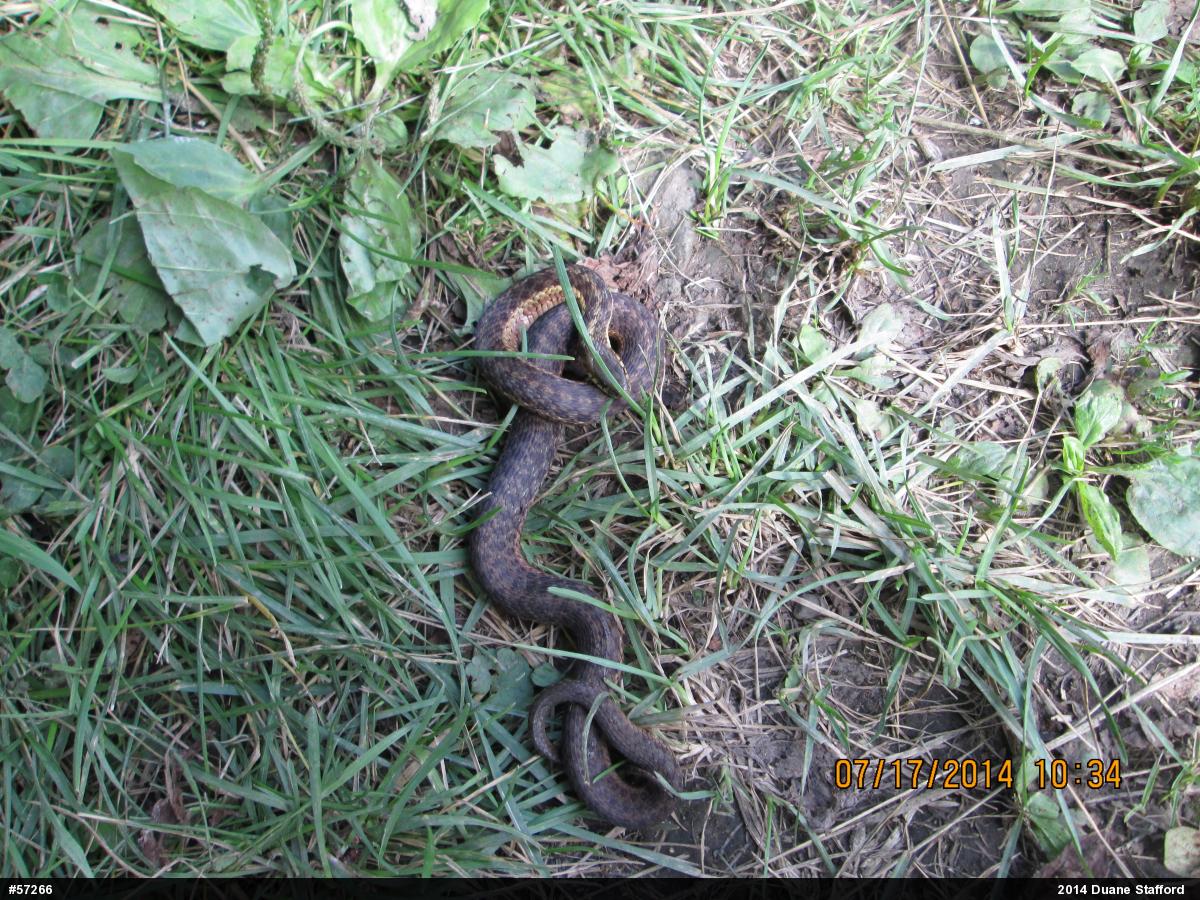 Eastern Gartersnake