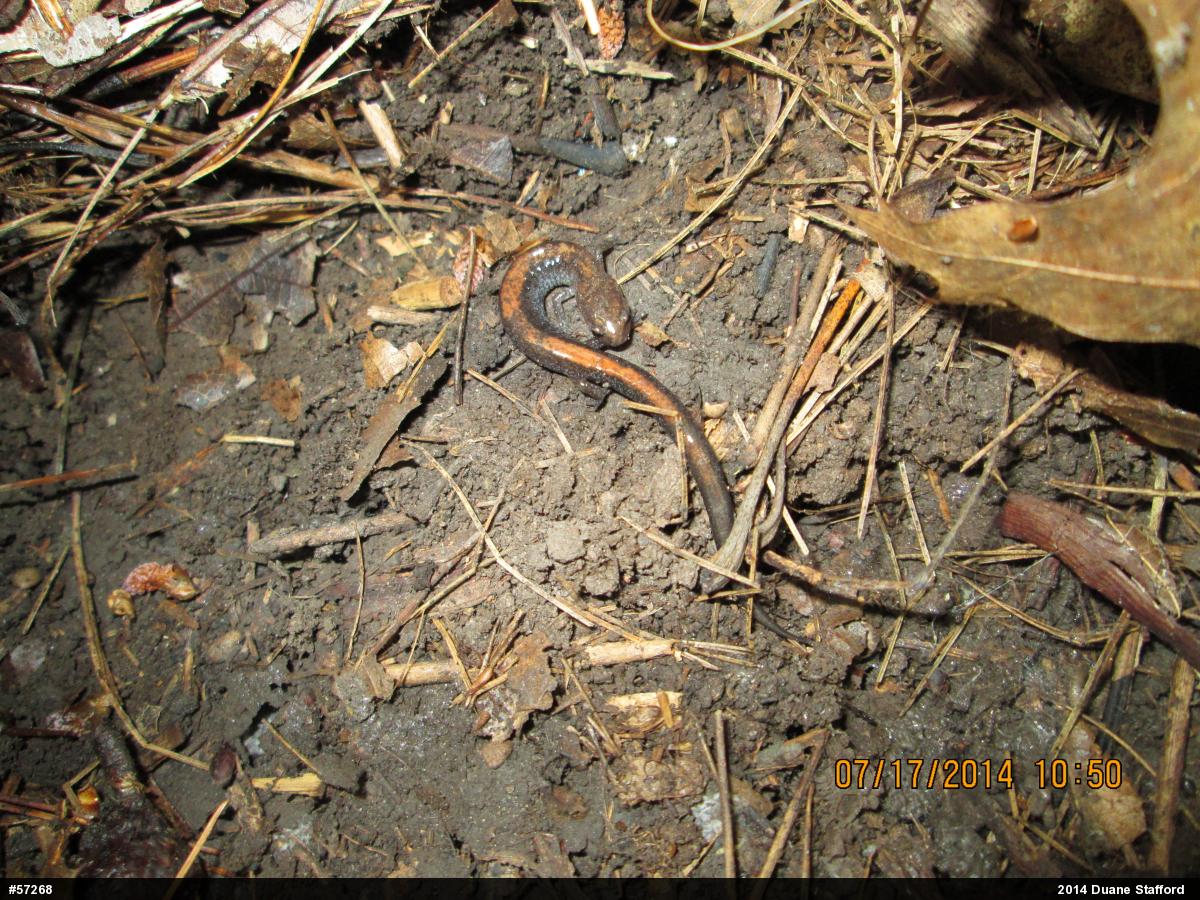 Eastern Red-backed  Salamander