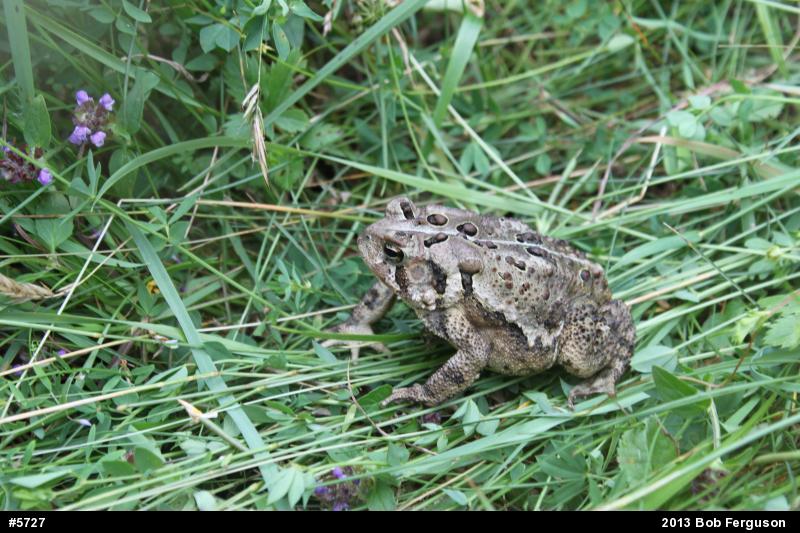Eastern American Toad