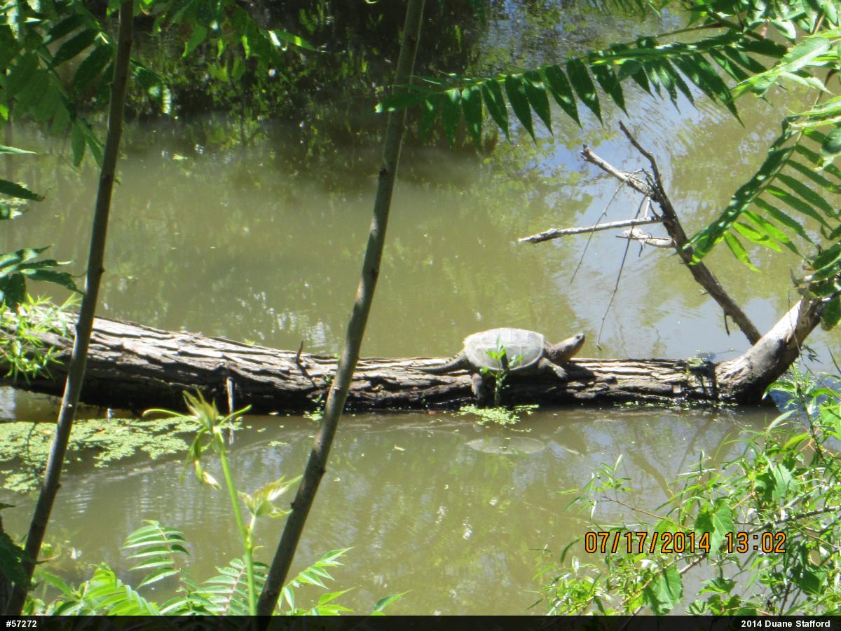 Snapping Turtle