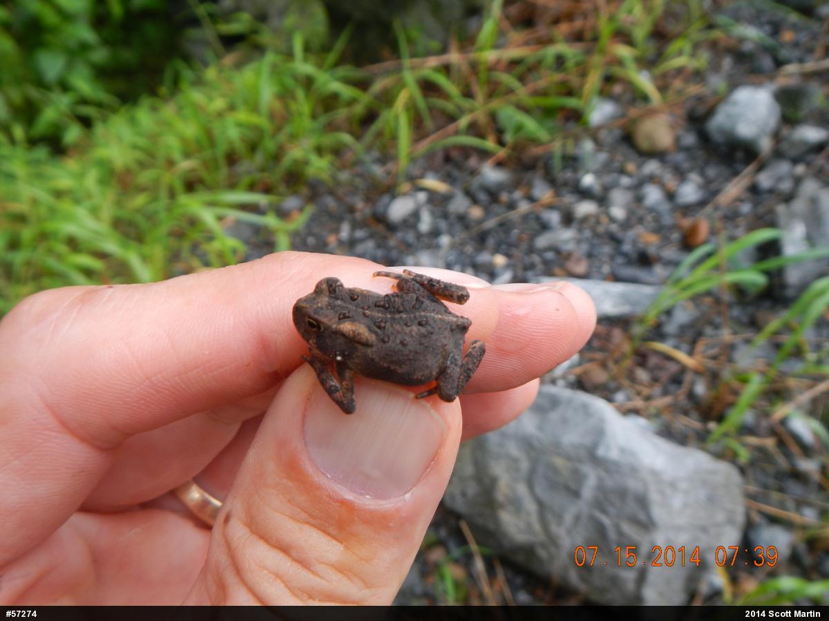 Eastern American Toad