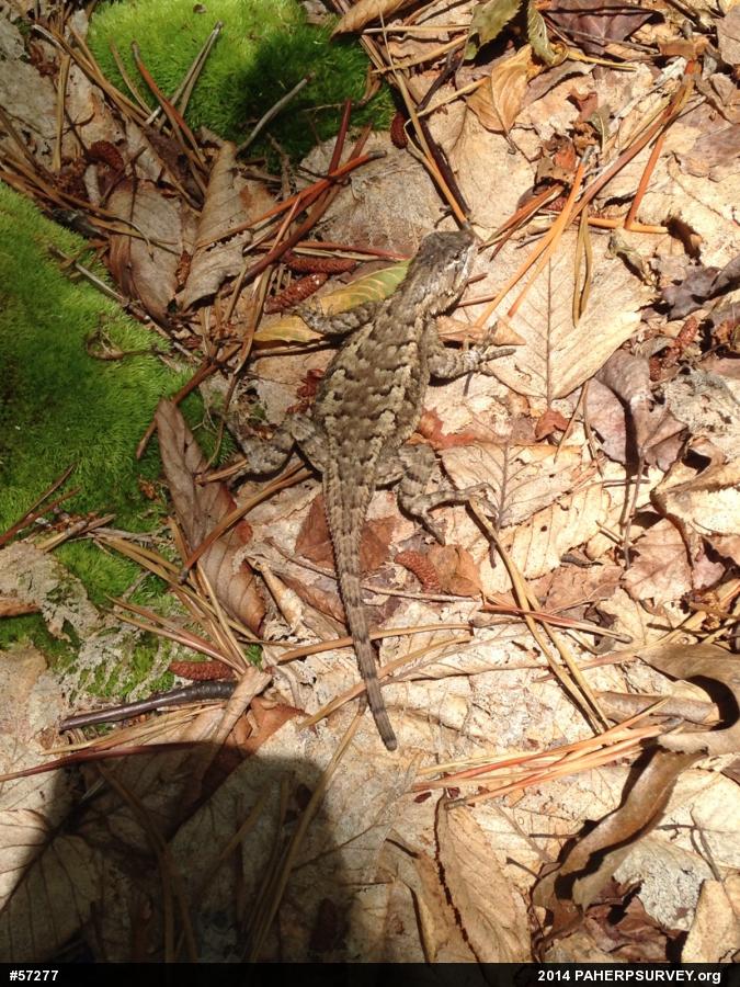 Eastern Fence Lizard