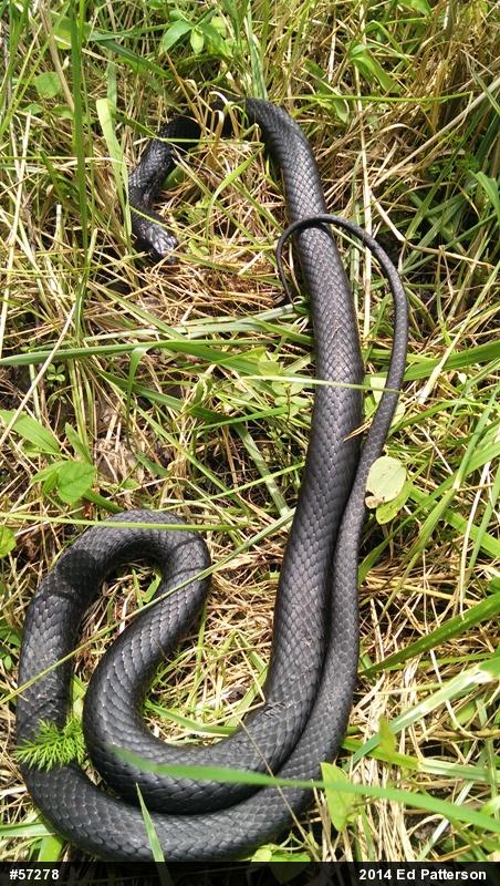 Northern Black Racer
