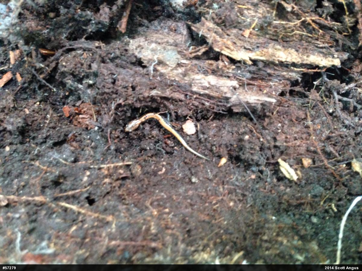 Eastern Red-backed  Salamander