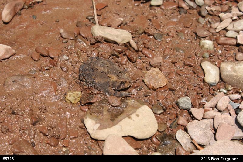 Eastern American Toad