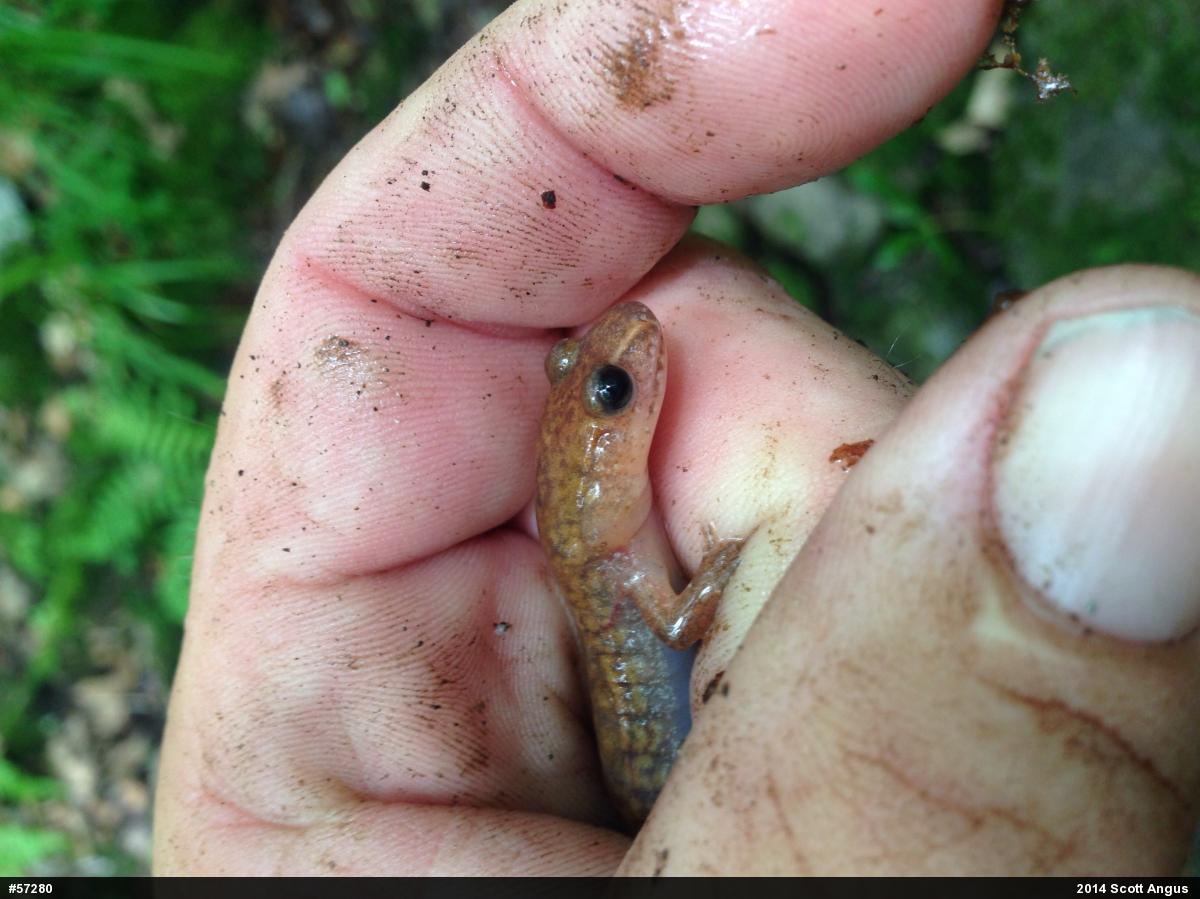 Northern Spring Salamander