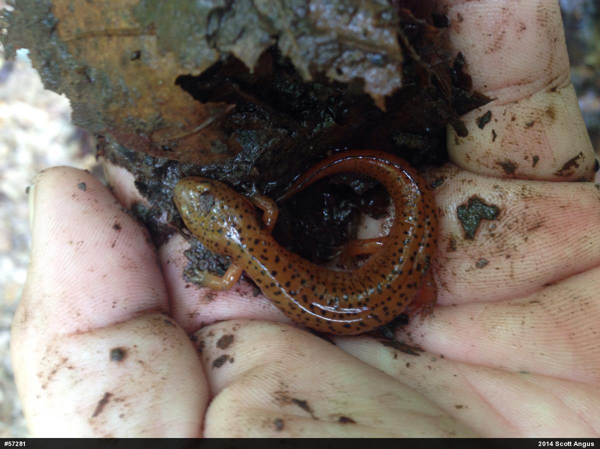 Northern Red Salamander