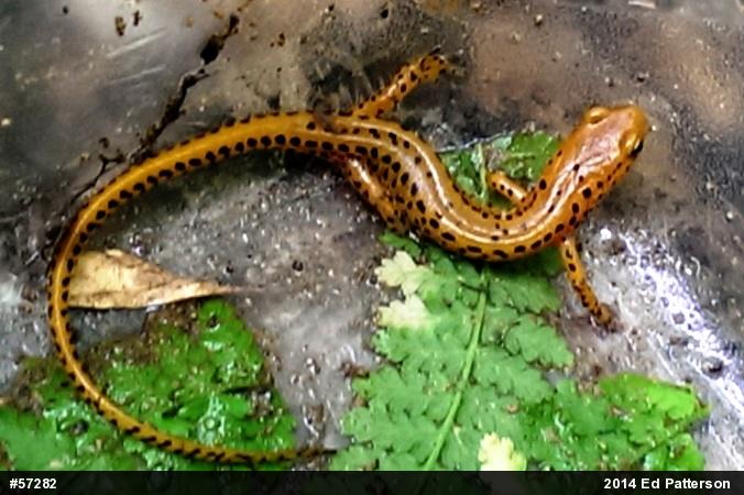 Eastern Long-tailed Salamander