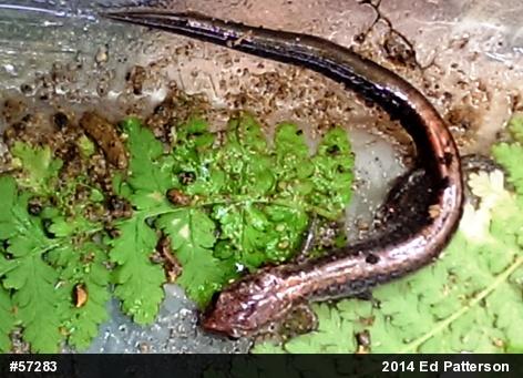 Eastern Red-backed  Salamander