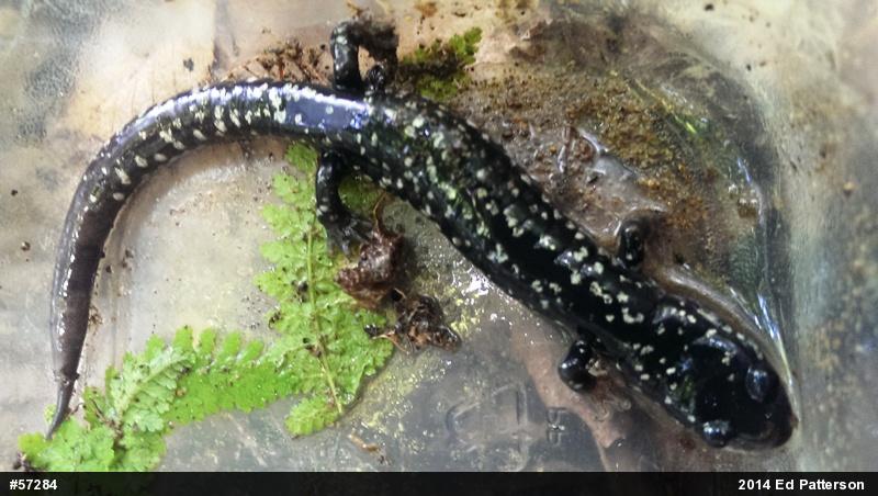 Northern Slimy Salamander