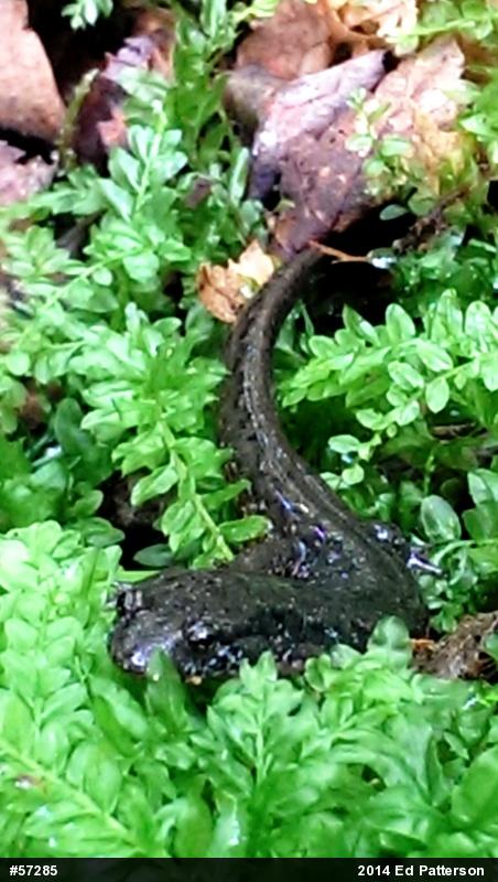 Northern Dusky Salamander
