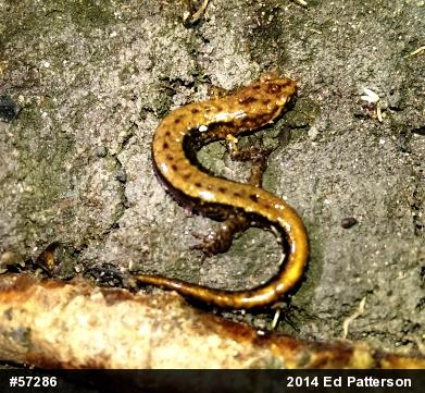 Allegheny Mountain Dusky Salamander