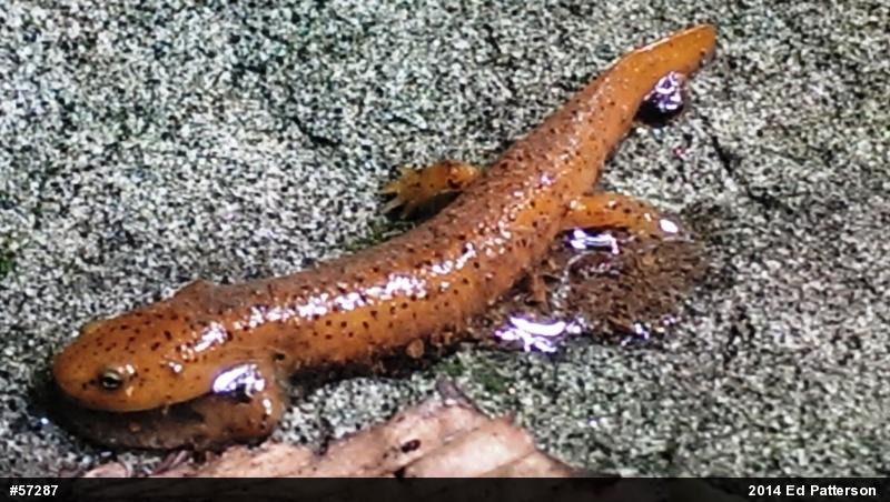 Northern Red Salamander