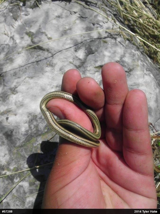 Queensnake