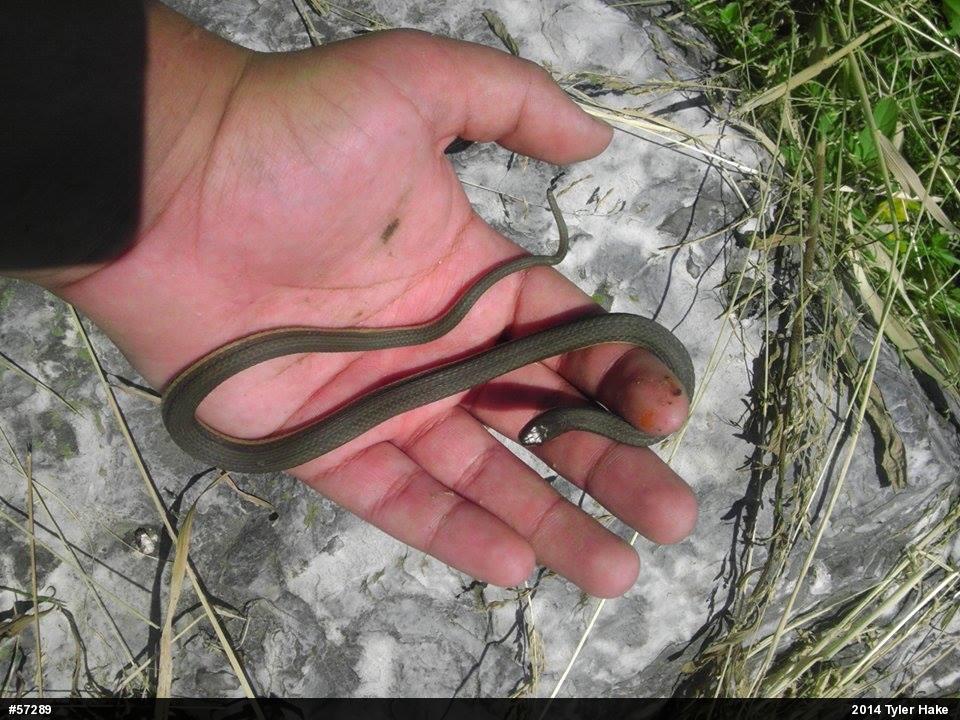 Queensnake