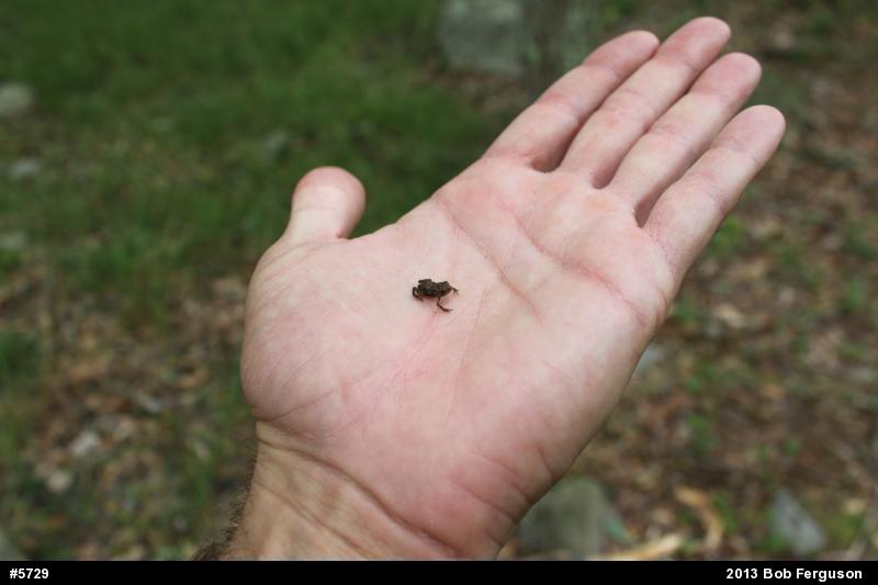 Eastern American Toad