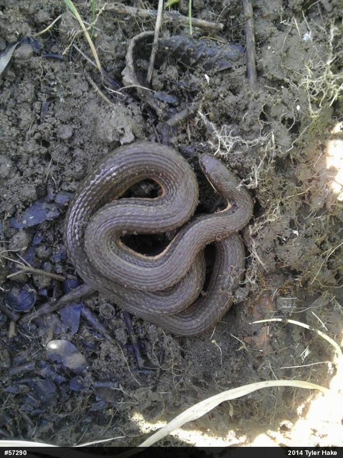 Queensnake