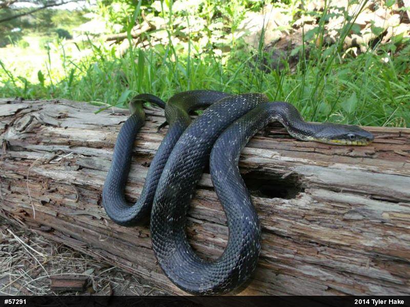 Eastern Ratsnake