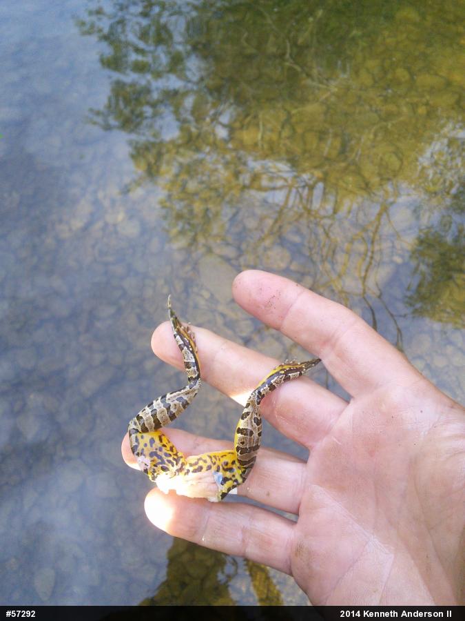 Pickerel Frog