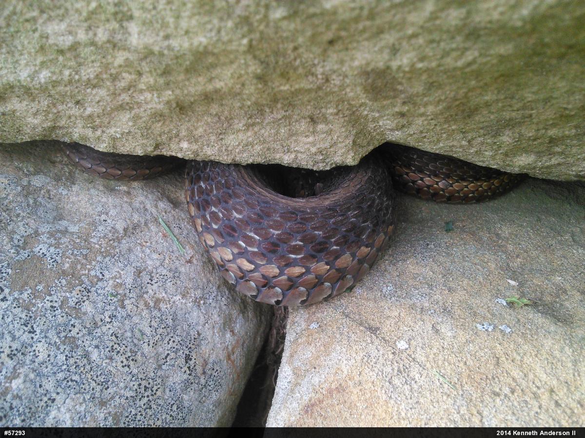 Eastern Gartersnake
