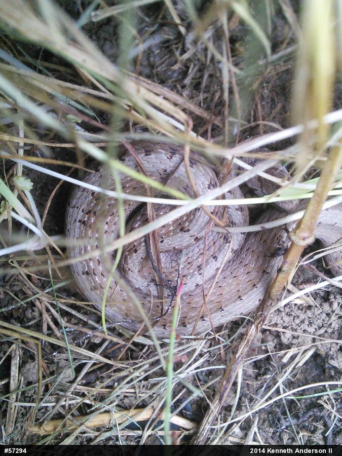 Dekay's Brownsnake