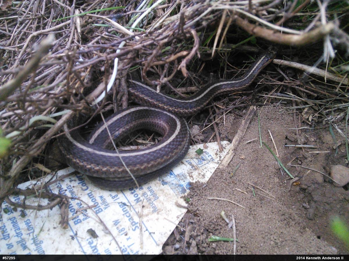 Shorthead Gartersnake