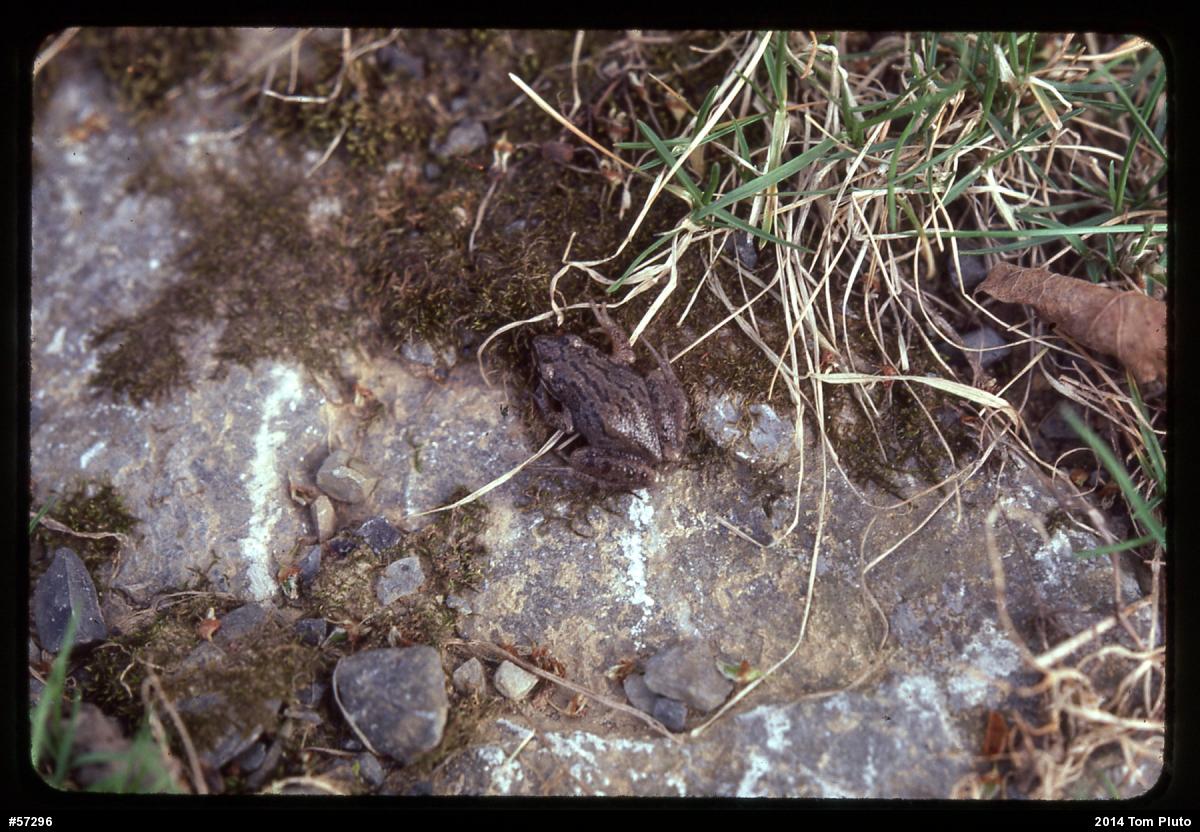 Upland Chorus Frog