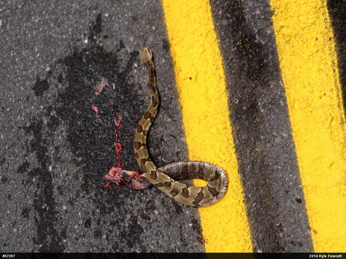 Timber Rattlesnake