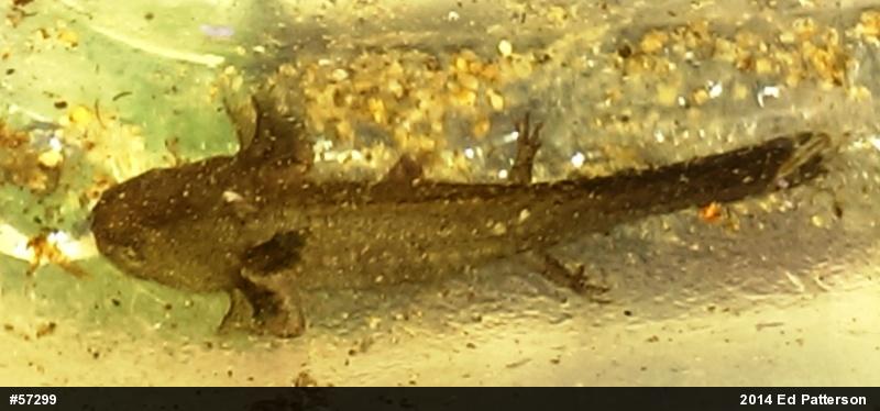 Spotted Salamander
