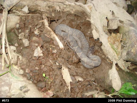 Northern Watersnake