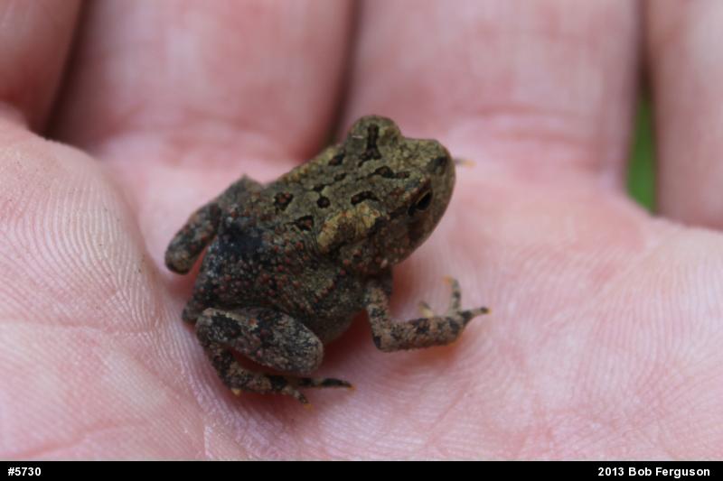 True Toads