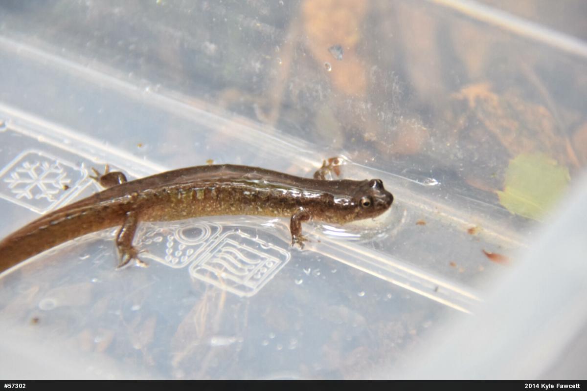 Northern Dusky Salamander