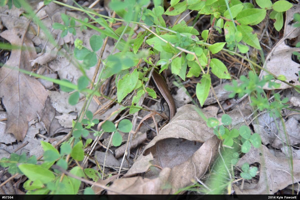 Northern Coal Skink