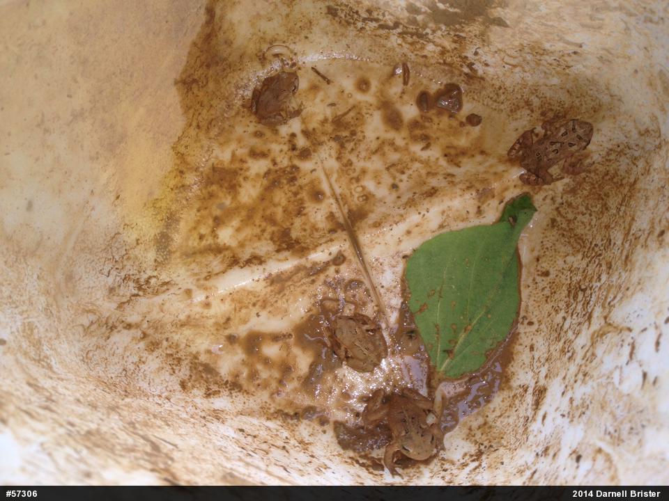 Eastern American Toad