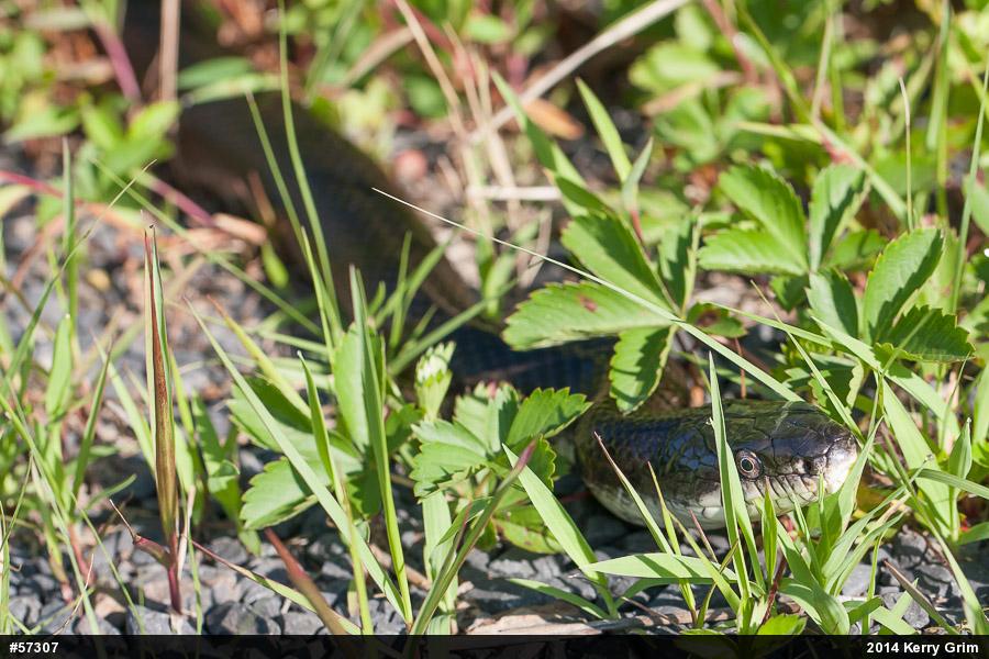Eastern Ratsnake