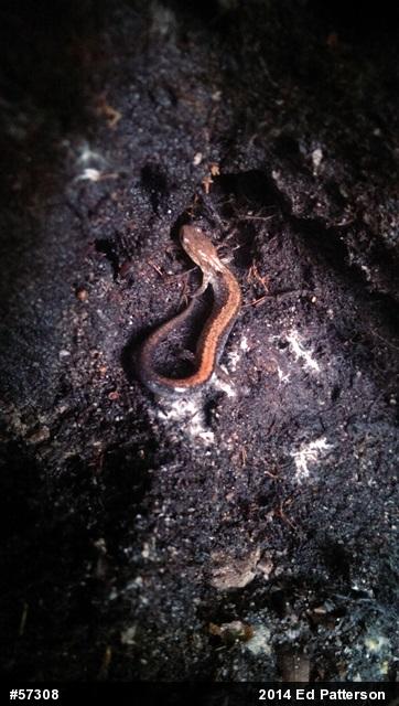Eastern Red-backed  Salamander
