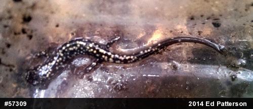 Northern Slimy Salamander
