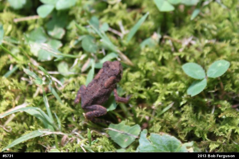 Eastern American Toad