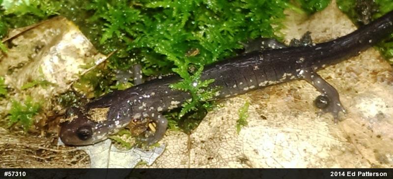 Wehrle's Salamander