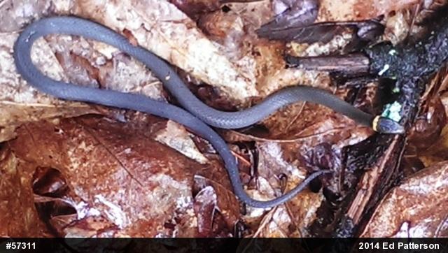 Northern Ring-necked Snake