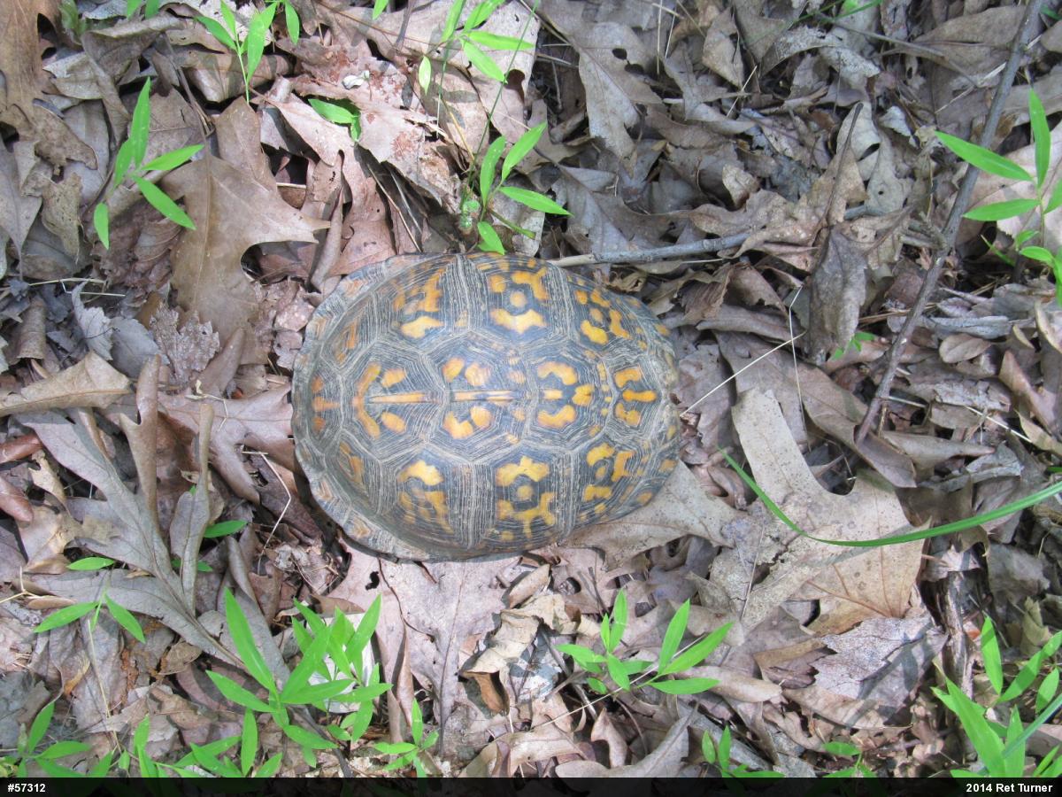 Eastern Box Turtle