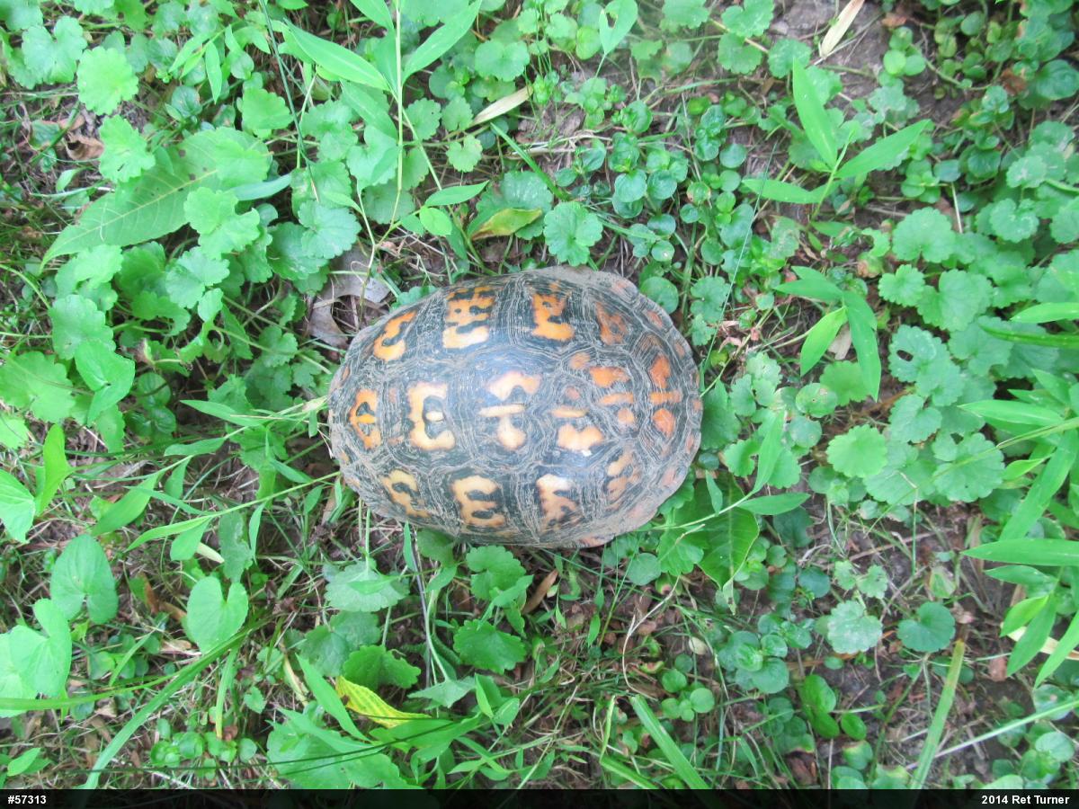 Eastern Box Turtle