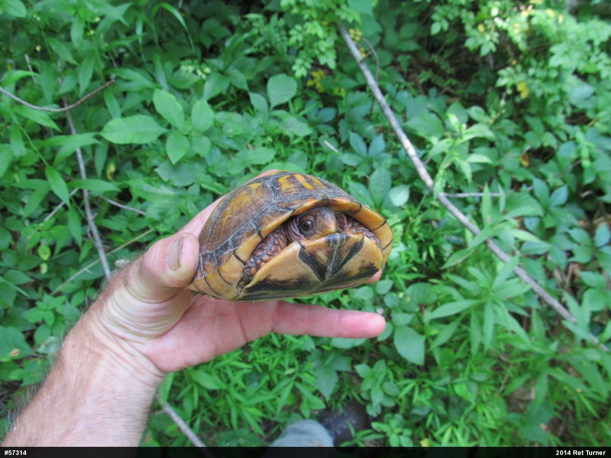 Eastern Box Turtle