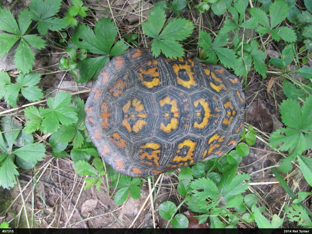 Eastern Box Turtle